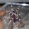 Acanthoscurria geniculata.jpg