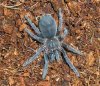 Aphonopelma seemani.jpg