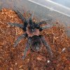 Brachypelma albogans.jpg