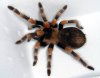 Brachypelma smithi.jpg