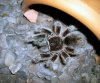 Grammostola rosea hembra.jpg