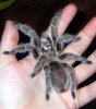 Grammostola rosea macho.jpg