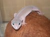 Geckos abril 026 (Medium).jpg