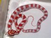 albino milksnake macho.jpg