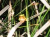 Humedal de los Manantiales, (Torremolinos) Hyla meridionalis macho en pleno cortejo nupcial..jpg