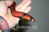 Lampropeltis triangulum honduriensis tangerina.jpg