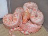 leoardp%20albino%20boa.jpg