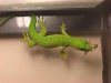 phelsuma come.JPG