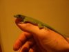 phelsuma mano.JPG