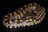 Ball Python x Black Blood Python.jpg