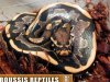 Ball Python x Black Blood Python.02.jpg