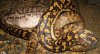 SnakeEatDog2PA_468x256.jpg