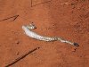 pilbara_snake_02.jpg