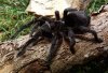 gal_fotos_Grammostola.JPG