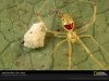 Theridion grallator.jpg