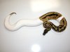 pied_ball_python.jpg