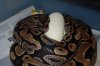 nom 9 X pastel het ghost .20-05-2010..JPG