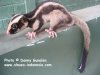 Stripe-possum-2.jpg