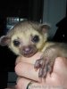 kinkajou_baby.jpg