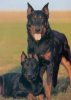 beauceron1.jpg