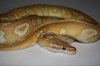 Caramel Mojave-2.jpg