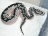 SK Line Axanthic to Ralph Davis Line Clown6.jpg