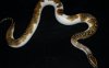 pidbald burmese python.jpg