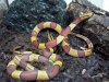 oreocryptophis_porphyraceus_laticinctus_nr1.jpg