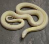 L.g.californiae Albino Banana.jpg