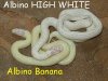L.g.californiae albina high white vs banana albina.jpg