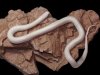 L.g.califoranie Striped albina 2.jpg