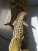 pogona sin 3.jpg