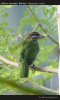 White-cheeked_Barbet_Megalaima_viridis.jpg