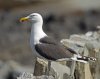 800px-Great_Black-backed_Gull_Larus_marinus.jpg