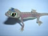 Palmatogecko.JPG