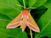 1991elephanthawk-moth.jpg