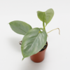 Philodendron hastatum Silver sword.png