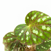 begonia sp china_closeup.png