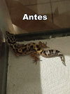 geck2.jpg