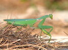 1200px-Mantis-greece-alonisos-0a.jpg