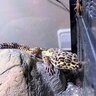 Cesión de Gecko Leopardo