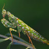 Mantis Blepharopsis Mendica