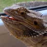 Se busca hogar responsable para pogona hembra adulta