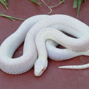 Pituophis melanoleucus sayi albino White sided