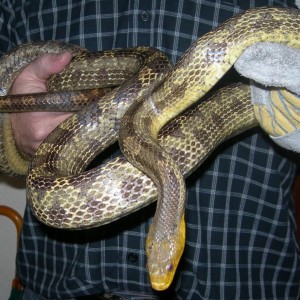 Yellow rat snake y yo