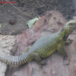 Uromastyx acanthinurus