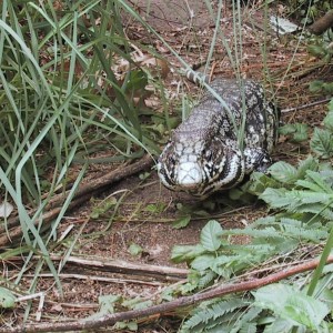 Tupinambis merianae