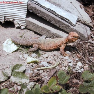 Uromastyx acanthinurus