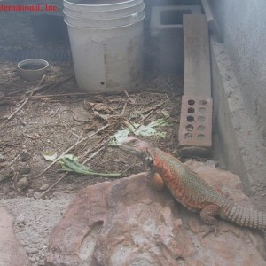 Uromastyx acanthinurus