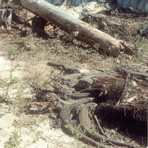 Terrario exterior Tupinambis